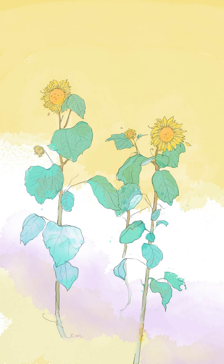 Himawari, Japanese name for sunflower meaning hope